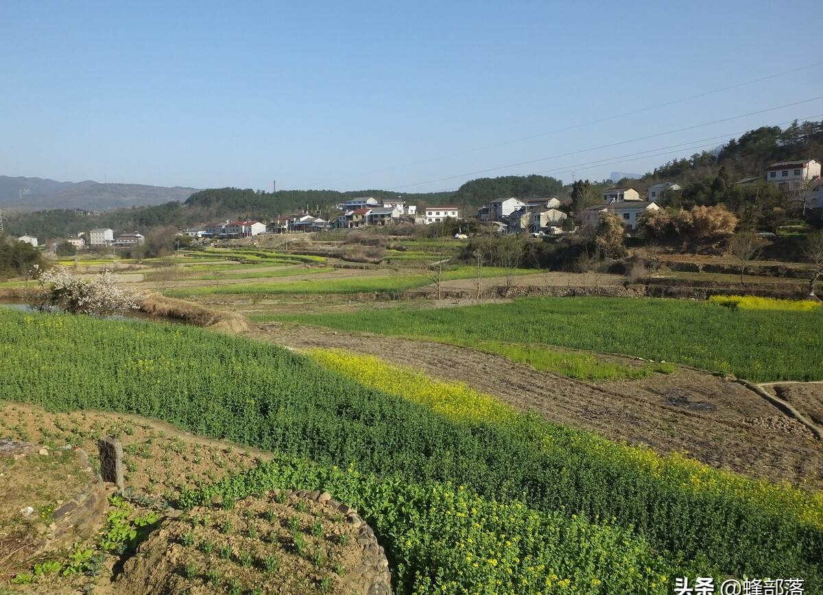 大树“阴了”庄稼地，可以用农药灭掉吗？弄不好可能吃官司