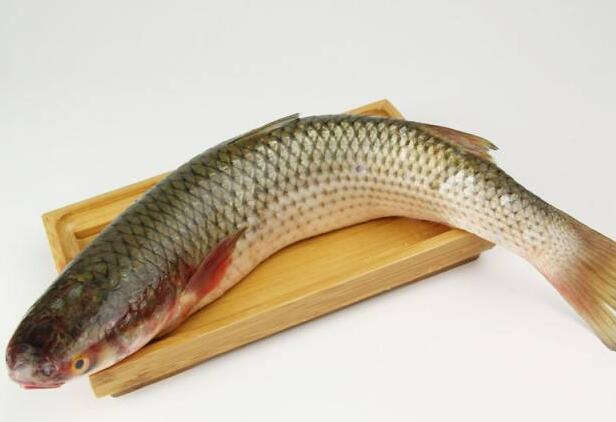 梭鱼多少钱一斤 
