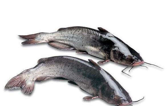 江团鱼多少钱一斤 